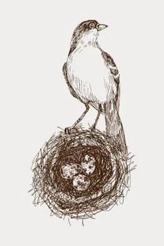 Vector illustration of hand drawn nest with spotted eggs and bird. Graphic style Stock Illustration