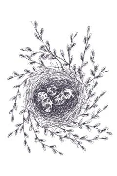 Vector illustration of hand drawn nest with spotted eggs and willow. Graphic Stock Illustration