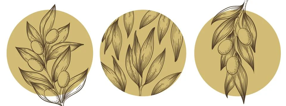 Vector illustration with hand drawn olive branches, leaves, berries, circle.. Illustrazione stock