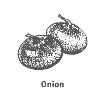 Vector illustration hand-drawn onion Stock Illustration