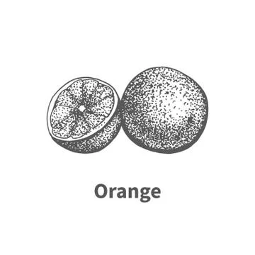 Vector illustration hand-drawn orange Stock Illustration