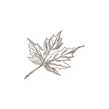 Vector illustration of a hand-drawn outline maple leaf. Floristry. Stockillustratie