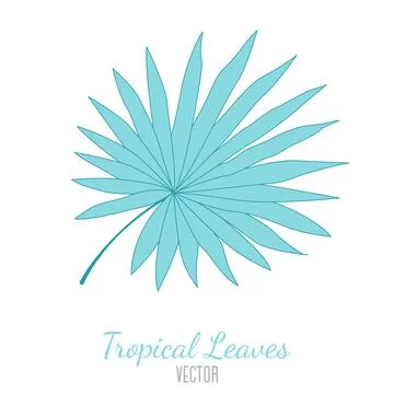 Vector illustration of a hand-drawn palm leaf on a white background. Vector leaf 스톡 일러스트