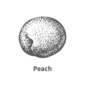 Vector illustration hand-drawn peach Illustrazione stock