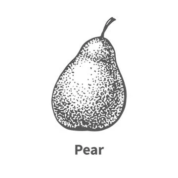 Vector illustration hand-drawn pear Stock Illustration
