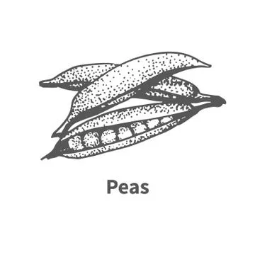 Vector illustration hand-drawn peas Stock Illustration
