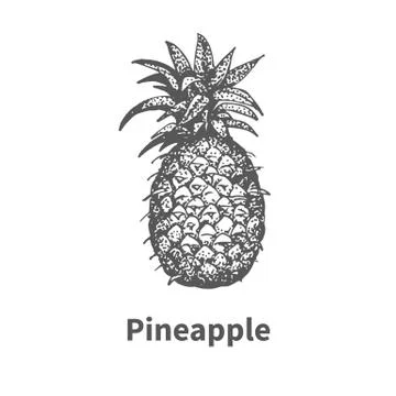 Vector illustration hand-drawn pineapple Stock Illustration