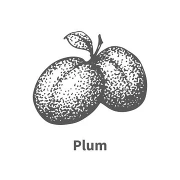 Vector illustration hand-drawn plum Stock Illustration