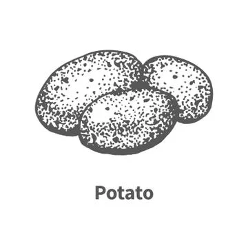 Vector illustration hand-drawn potato Stock Illustration