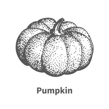 Vector illustration hand-drawn pumpkin Stock Illustration
