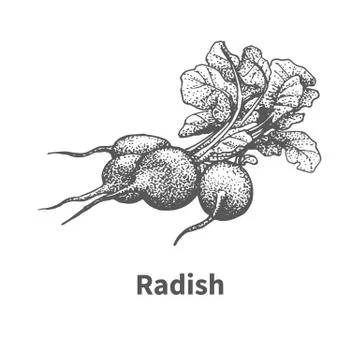 Vector illustration hand-drawn radish Stock Illustration