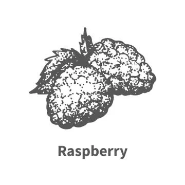 Vector illustration hand-drawn raspberry Stock Illustration