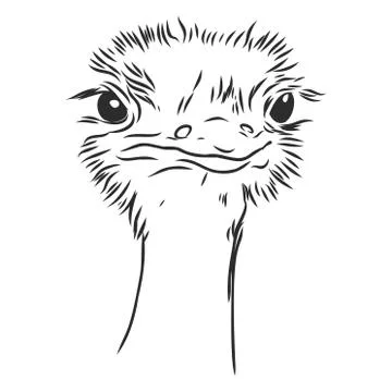Vector illustration. Hand drawn realistic sketch of ostrich Ilustración de archivo
