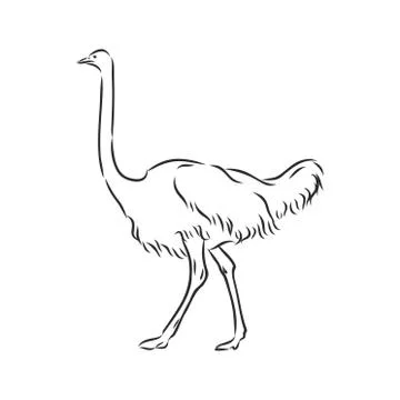 Vector illustration. Hand drawn realistic sketch of ostrich Stock Illustration