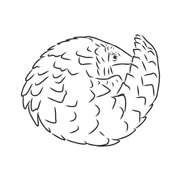 Vector illustration. Hand drawn realistic sketch of pangolin, isolated on whi Stock Illustration