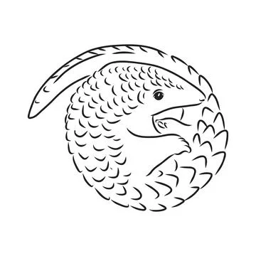 Vector illustration. Hand drawn realistic sketch of pangolin, isolated on whi Stock Illustration
