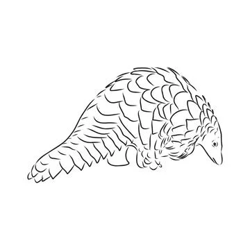 Vector illustration. Hand drawn realistic sketch of pangolin, isolated on whi Stock Illustration
