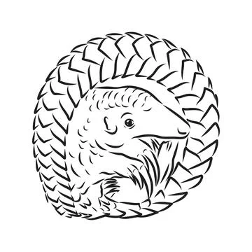Vector illustration. Hand drawn realistic sketch of pangolin, isolated on whi Stock Illustration
