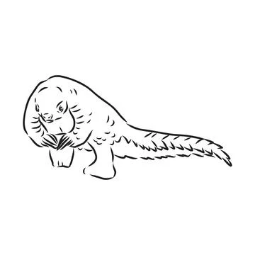 Vector illustration. Hand drawn realistic sketch of pangolin, isolated on whi Stock Illustration