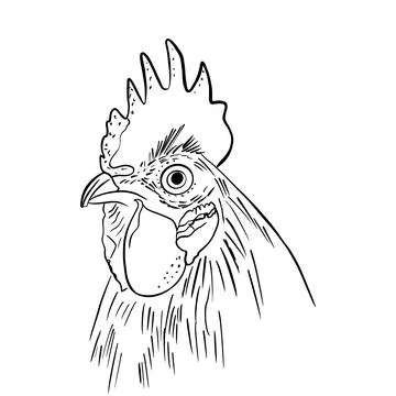 Vector illustration hand drawn rooster silhouette, line art Stock Illustration