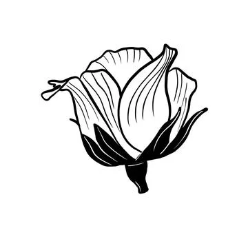 Vector illustration hand drawn rose bud, line art Stock Illustration