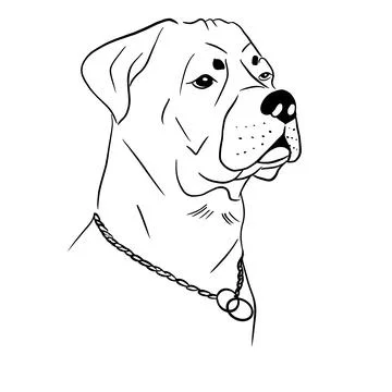 Vector illustration hand drawn rottweiler ,line art with black lines Stock Illustration