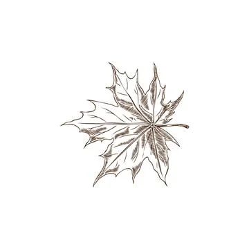 Vector illustration is a hand-drawn sketch depicting a single maple leaf isol 스톡 일러스트