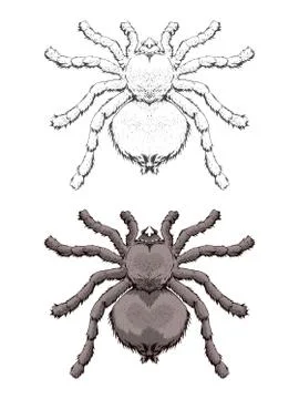 Vector illustration with hand drawn spider. Stock Illustration