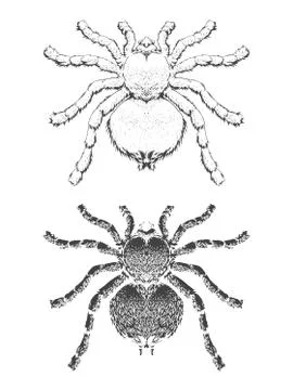 Vector illustration with hand drawn spider. Stock Illustration