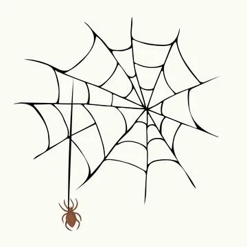 Vector illustration of a hand drawn spider and a web. Stock Illustration