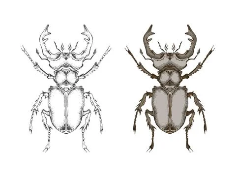 Vector illustration with hand drawn stag beetle. Stock Illustration