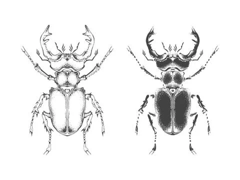 Vector illustration with hand drawn stag beetle. Stock Illustration