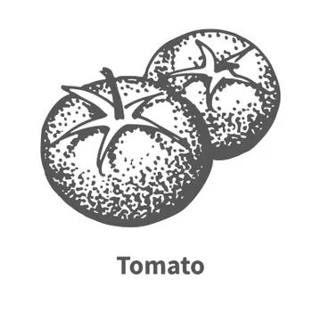 Vector illustration hand-drawn tomato Stock Illustration