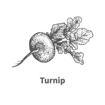 Vector illustration hand-drawn turnip Stock Illustration