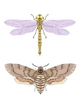 Vector illustration with hand drawn two insects: dragonfly and dead head moth Stock Illustration