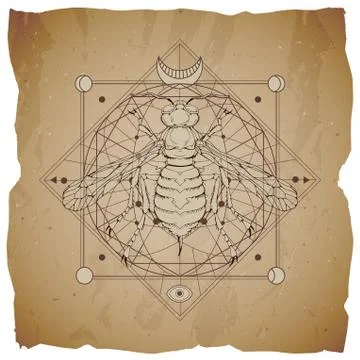 Vector illustration with hand drawn wasp and Sacred geometric symbol Stock Illustration
