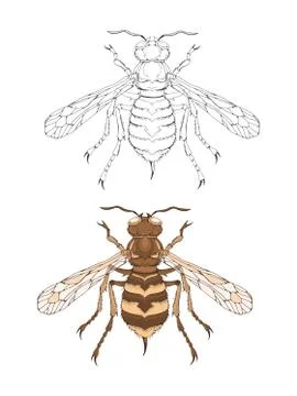 Vector illustration with hand drawn wasp. Stock Illustration