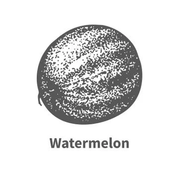 Vector illustration hand-drawn watermelon Stock Illustration