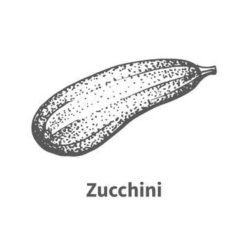 Vector illustration hand-drawn zucchini Stock Illustration