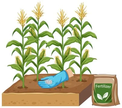 Vector Illustration of Hand Fertilizing Corn Plants in Soil Patch Stock Illustration