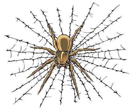 Vector illustration hanging spider on web thread Stock Illustration