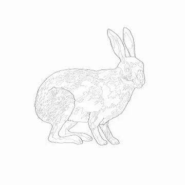 Vector illustration. Hare. Image, black line. Stock Illustration
