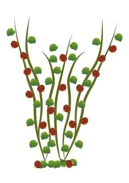 Vector Illustration of Hazelnut Stock Illustration