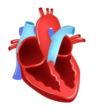 Vector illustration of Heart - Part of Human Organic. Stock Illustration