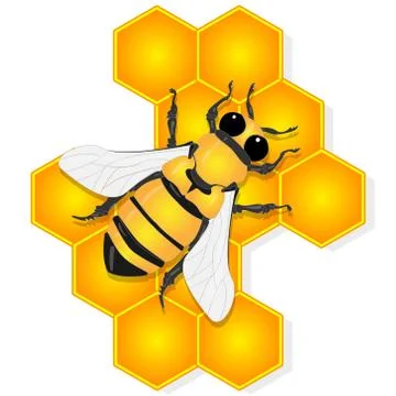 Vector illustration of honey bee and honeycomb  on white background... Stock Illustration