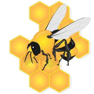 Vector illustration of honey bee and honeycomb  on white background... Stock Illustration