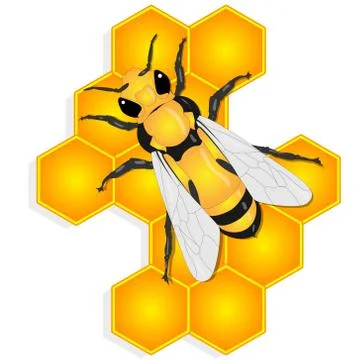 Vector illustration of honey bee and honeycomb  on white background... Stock Illustration