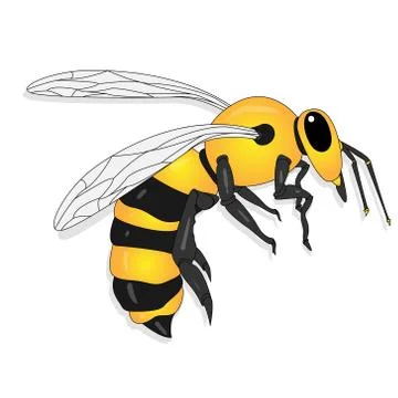 Vector illustration of honey bee on white background. . Stock Illustration