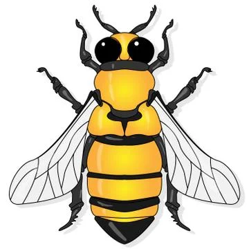 Vector illustration of honey bee on white background. . Stock Illustration