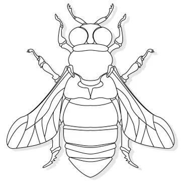 Vector illustration of honey bee on white background. Coloring image Stock Illustration